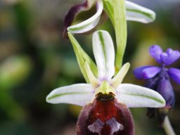 Ophrys_biscutella_San_Marco_in_Lamis_2
